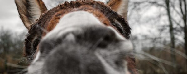 daniel fazio-unsplash